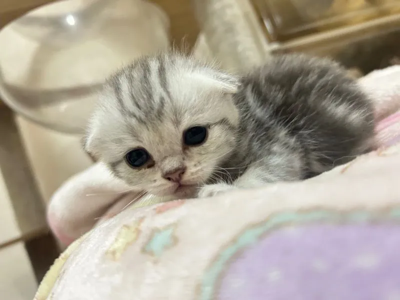 แมวสก๊อตติชโฟล์
