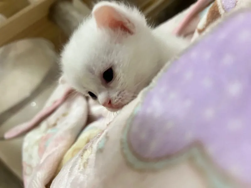 แมวสก๊อตติชโฟล์