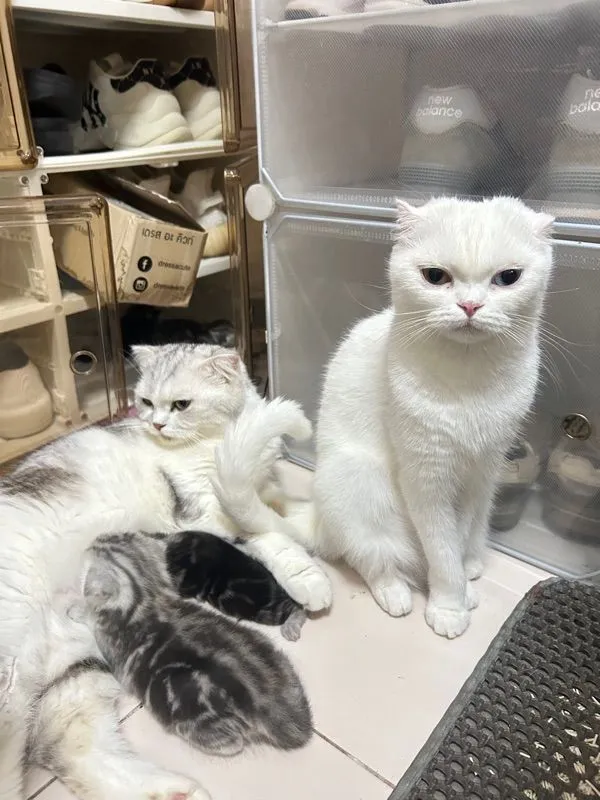 แมวสก๊อตติชโฟล์