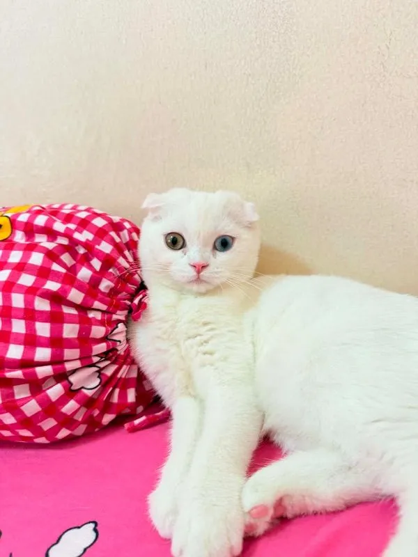 แมวสก๊อตติชโฟล์