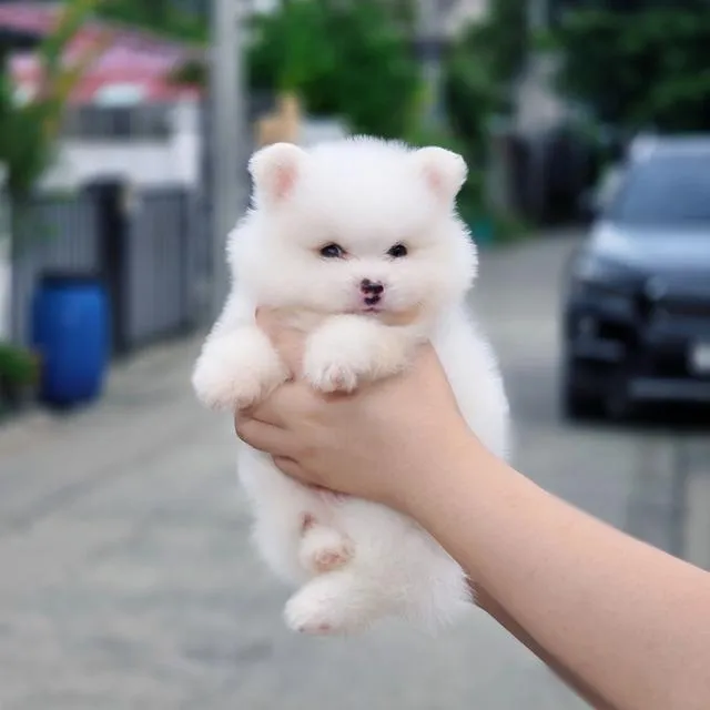 ปอมเมอเรเนียนแท้ เพศผู้ สีครีม