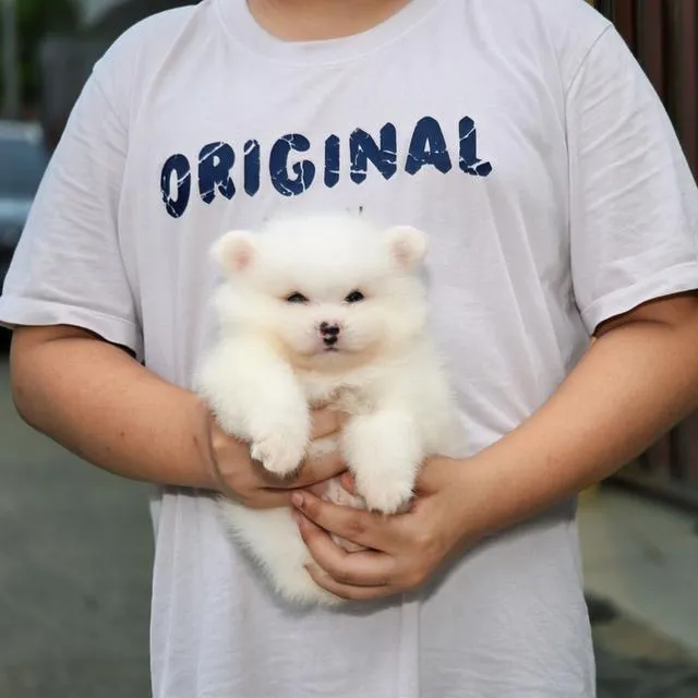 ปอมเมอเรเนียนแท้ เพศผู้ สีครีม