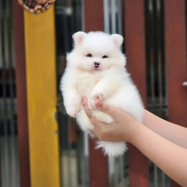 ปอมเมอเรเนียนแท้ เพศผู้ สีครีม