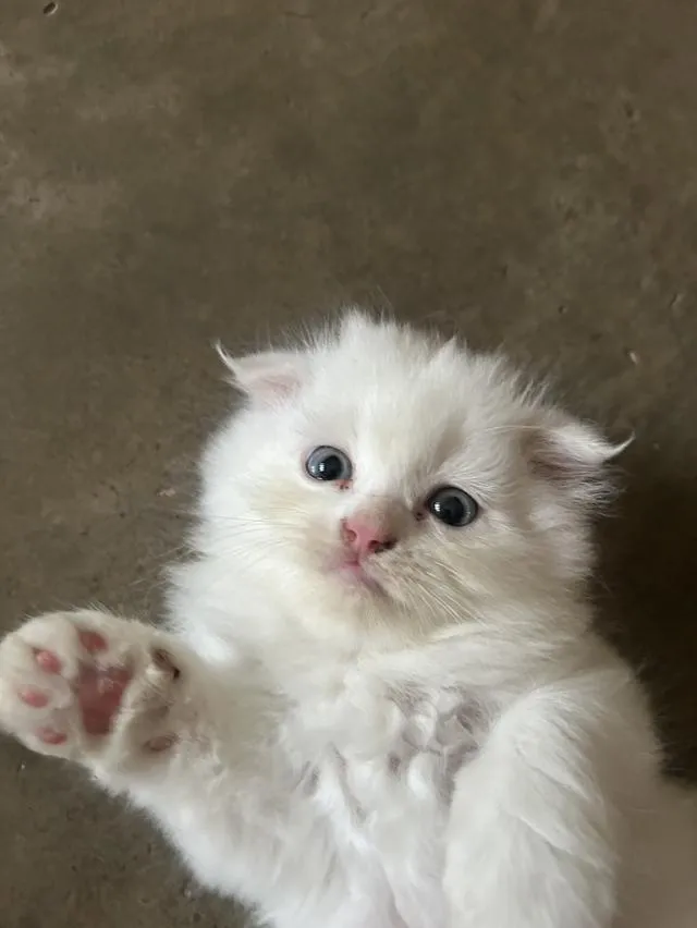 แมวพันธุ์/สัตว์เลี้ยง