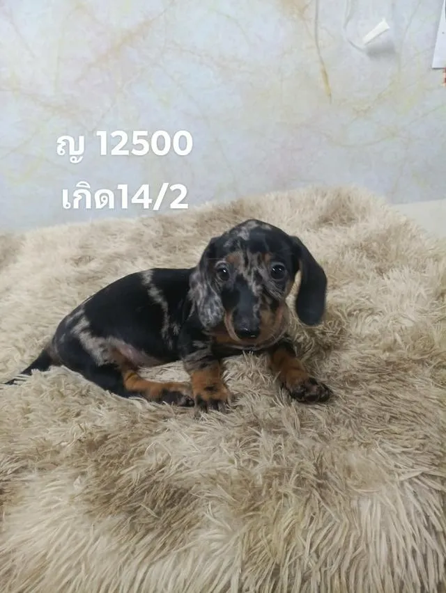 น้องดัชชุน พร้อมวัคซีนเข็มแรก ,ถ่ายพยาธิ น้องอยู่อยุธยา แถววัดใหญ่ชัยมงคลค่ะ เพจMeDee ฟาร์ม ไลท์ 0858035899