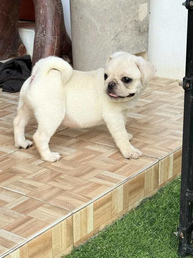 ลูกสุนัข ปั๊กขาว เพศผู้
