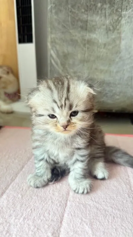 ลูกเหมียว