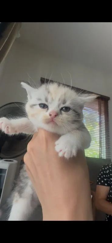 ลูกเหมียว