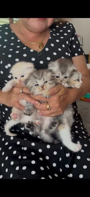 ลูกเหมียว