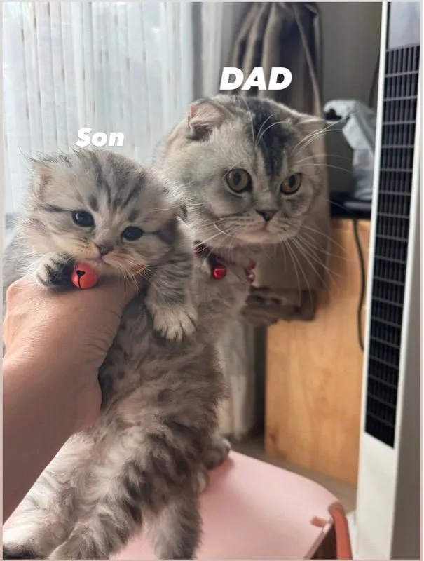 ลูกเหมียว