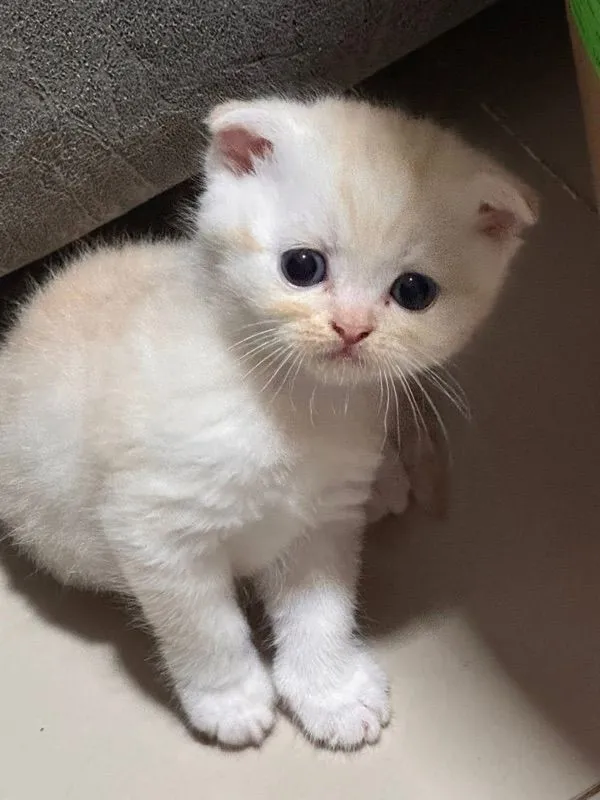 ลูกเหมียว