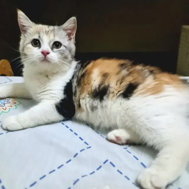 ดญ 3 สี