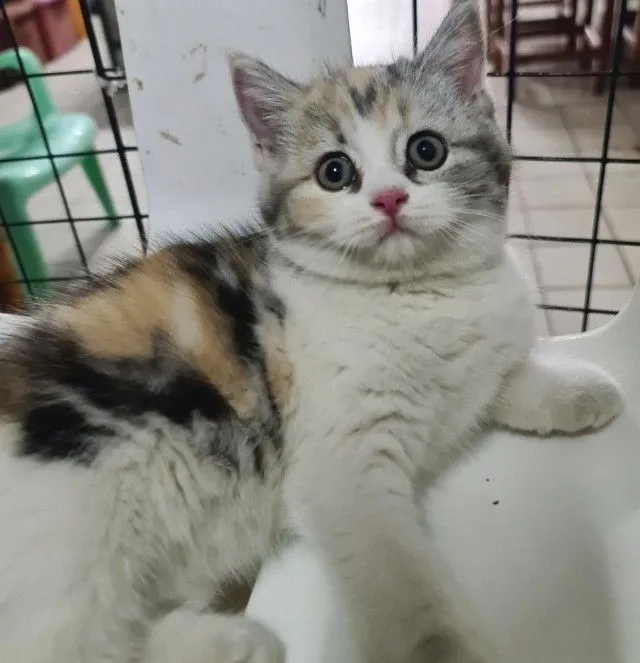 ดญ 3 สี