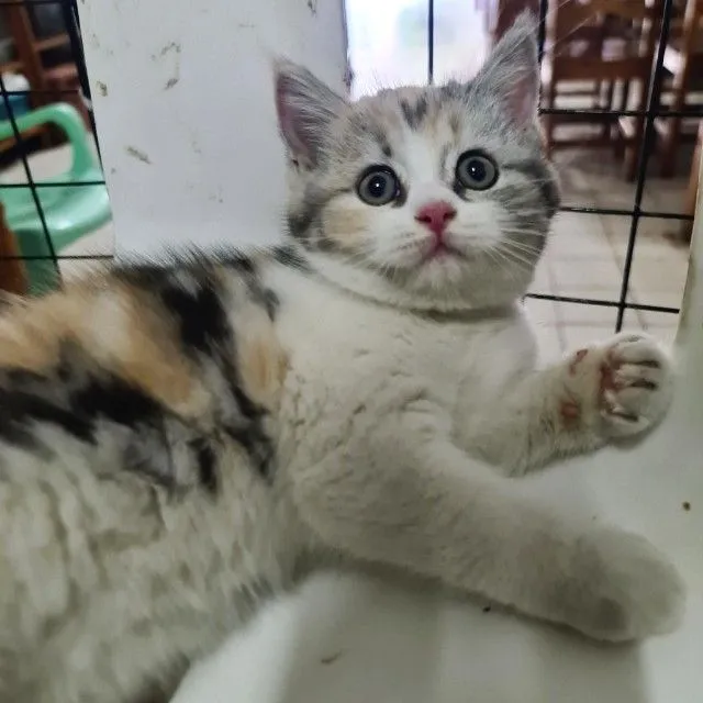 ดญ 3 สี