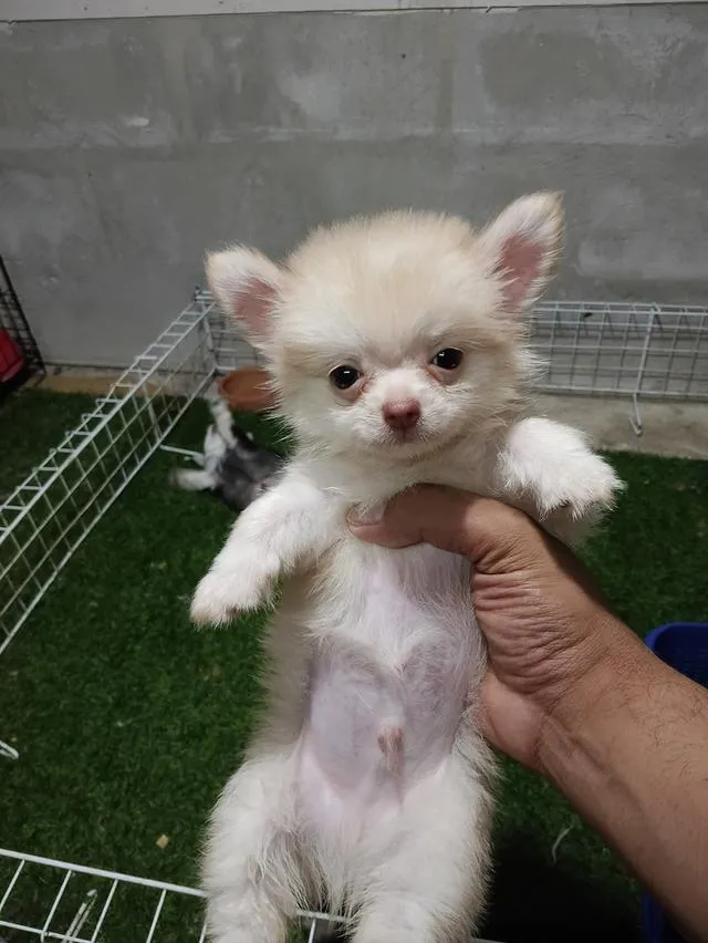 ลูกสุนัขชิวาวาขนยาวเพศชาย
