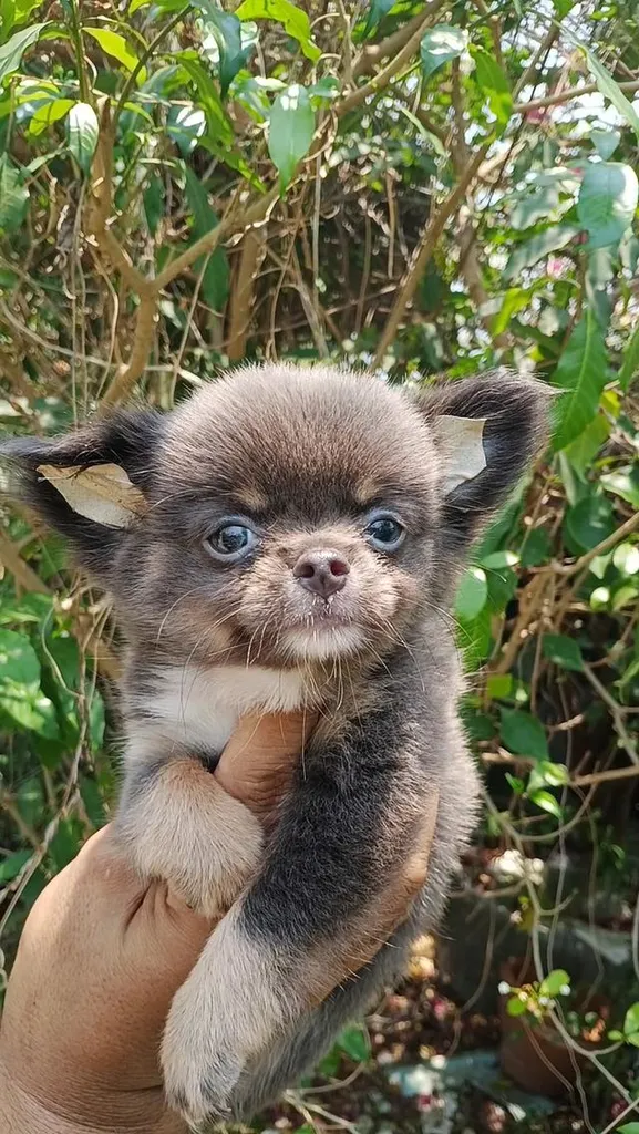 ลูกสุนัขชิวาวาขนยาวเพศชาย