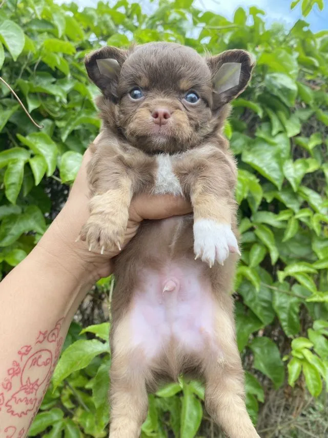 ลูกสุนัข