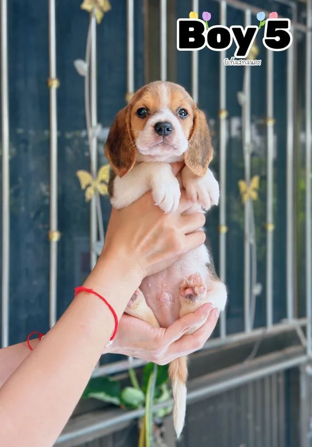 ลูกสุนัขบีเกิ้ล Beagle