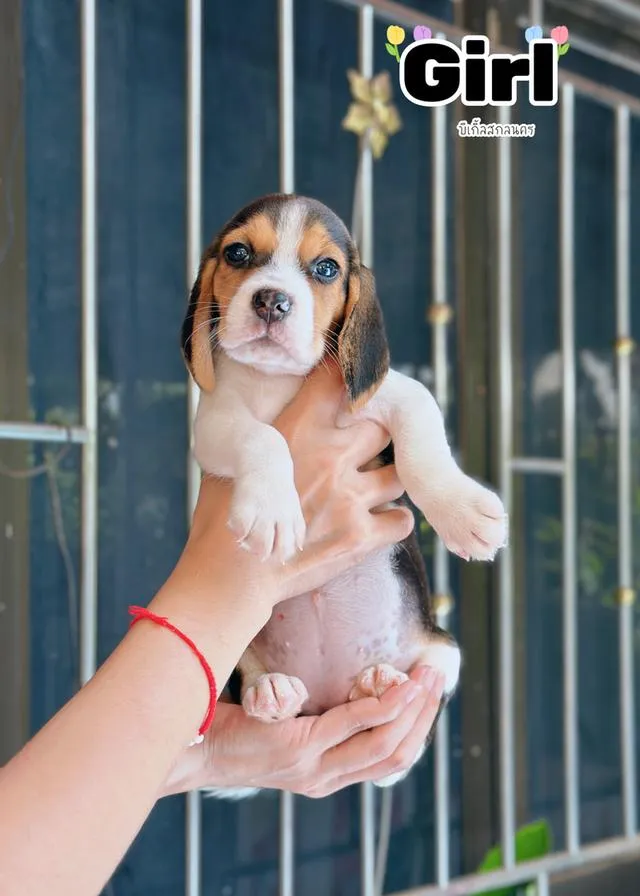 ลูกสุนัขบีเกิ้ล Beagle