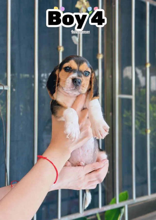 ลูกสุนัขบีเกิ้ล Beagle