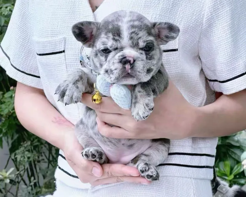 เฟรนบลูด็อก ไลแลคเมอร์บลู ตาฟ้า