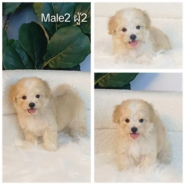 maltipoo มอลติพู เพศผู้ สีน้ำตาลขาว พร้อมวัคซีน5โรคเข็มแรก ถ่ายพยาธิ ใบรับรองจากสัตว์แพทย์ รับประกันสุขภาพ ส่งได้ทั่วไทยทางเครื่องบิน รถแอร์