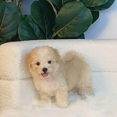 maltipoo มอลติพู เพศผู้ สีน้ำตาลขาว พร้อมวัคซีน5โรคเข็มแรก ถ่ายพยาธิ ใบรับรองจากสัตว์แพทย์ รับประกันสุขภาพ ส่งได้ทั่วไทยทางเครื่องบิน รถแอร์
