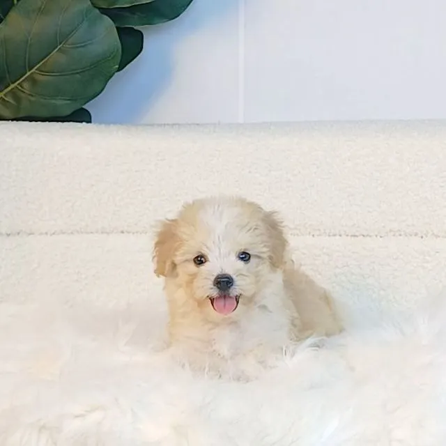 maltipoo มอลติพู เพศผู้ สีน้ำตาลขาว พร้อมวัคซีน5โรคเข็มแรก ถ่ายพยาธิ ใบรับรองจากสัตว์แพทย์ รับประกันสุขภาพ ส่งได้ทั่วไทยทางเครื่องบิน รถแอร์