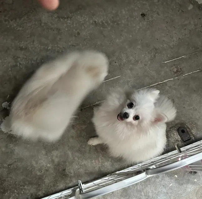 สุนัขปอมเมอเรเนียน เพศเมีย