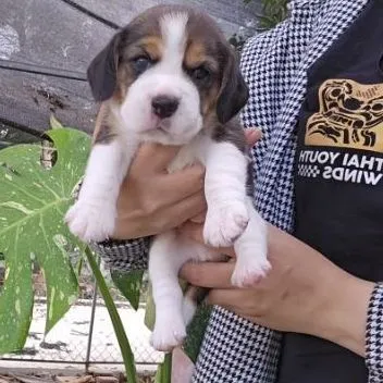 ลูกบีเกิ้ล ผู้