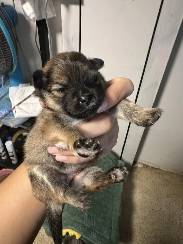 ลูกสุนัขชิวาวาไซค์มินิ