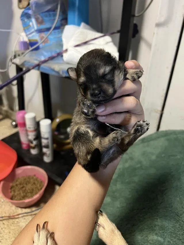 ลูกสุนัขชิวาวาไซค์มินิ