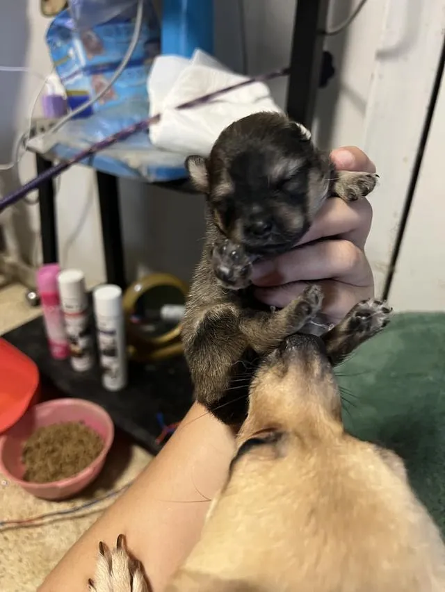 ลูกสุนัขชิวาวาไซค์มินิ