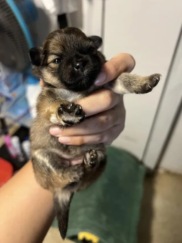 ลูกสุนัขชิวาวาไซค์มินิ
