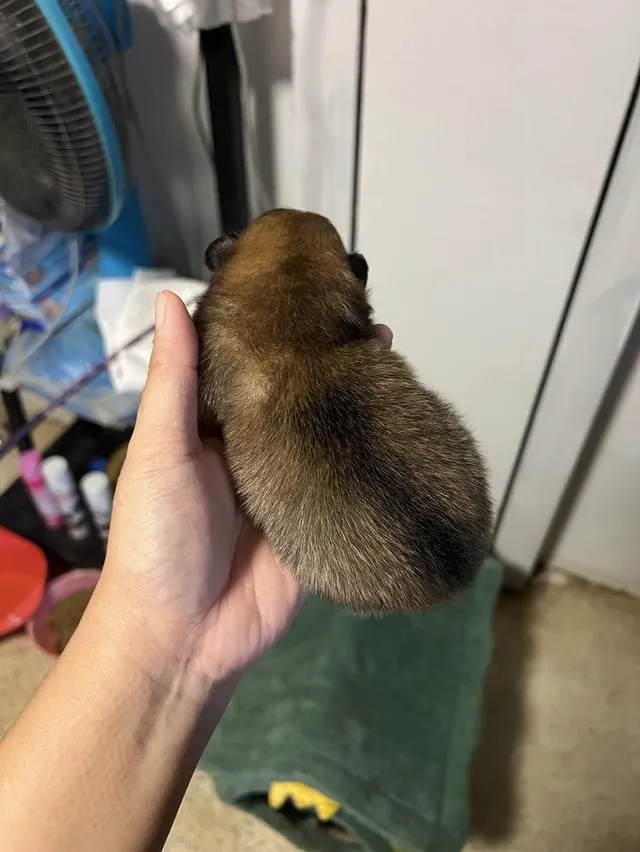 ลูกสุนัขชิวาวาไซค์มินิ
