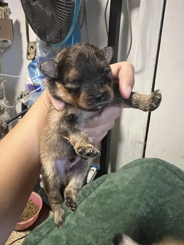 ลูกสุนัขชิวาวาไซค์มินิ