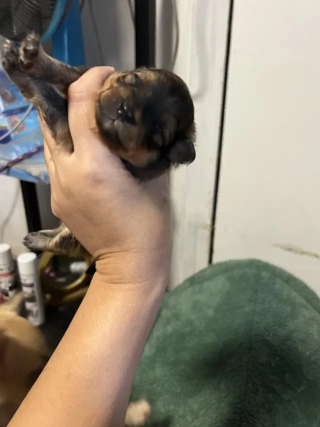 ลูกสุนัขชิวาวาไซค์มินิ