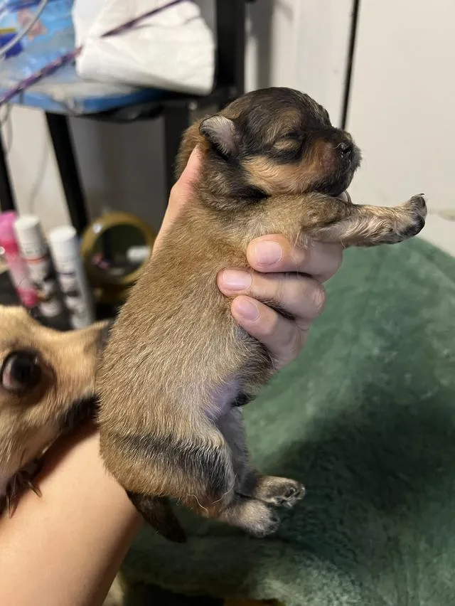 ลูกสุนัขชิวาวาไซค์มินิ
