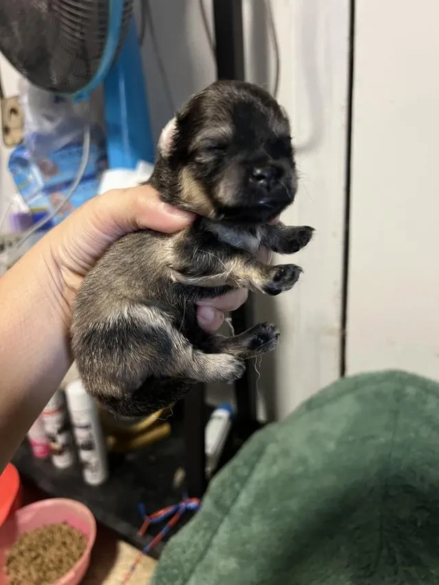 ลูกสุนัขชิวาวาไซค์มินิ