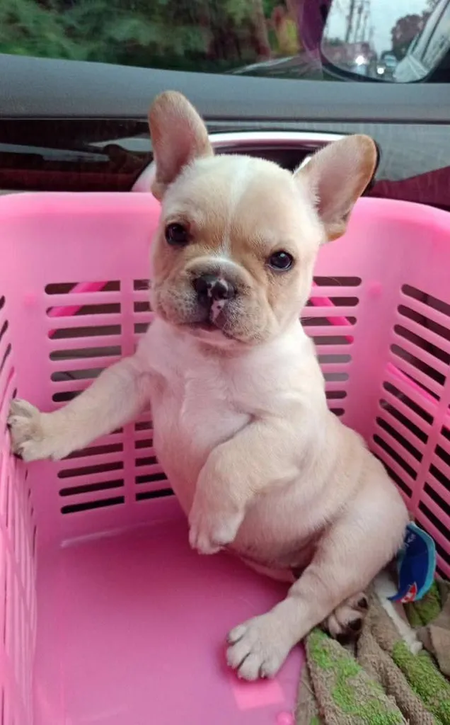 ลูกสุนัขเพศผู้สายพันธุ์ french bulldog