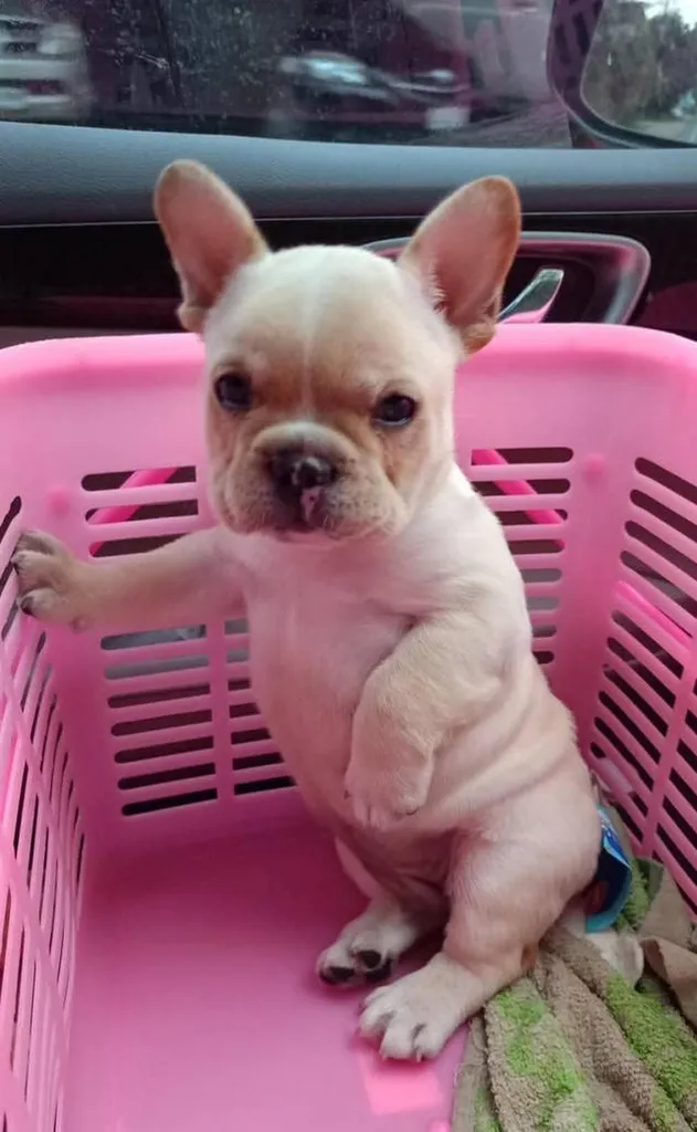 ลูกสุนัขเพศผู้สายพันธุ์ french bulldog