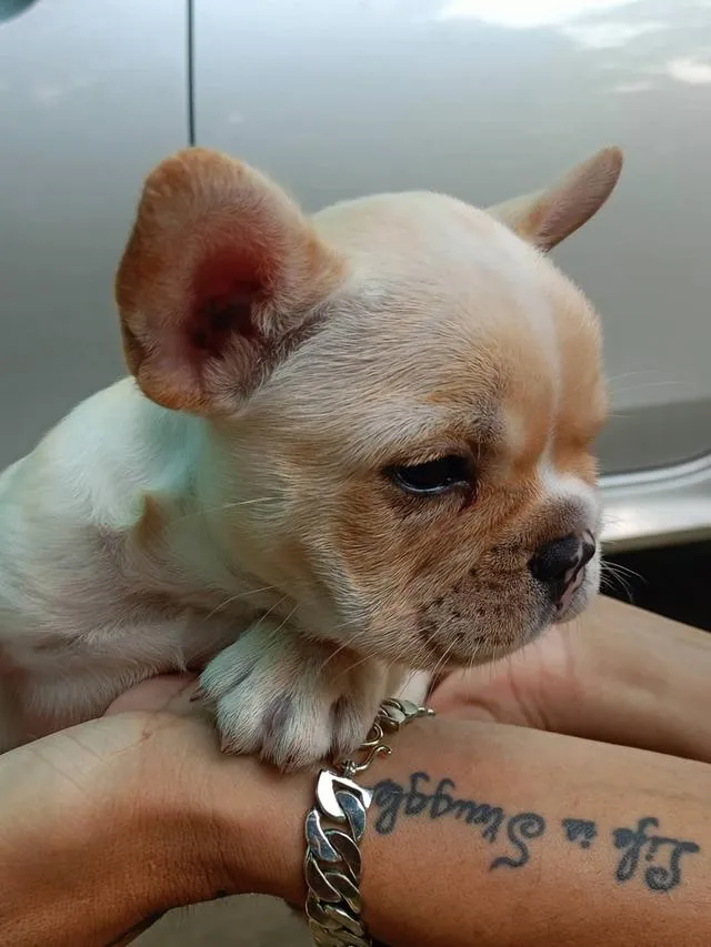 ลูกสุนัขเพศผู้สายพันธุ์ french bulldog