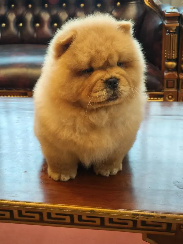 สุนัขสายพันธ์chowchow