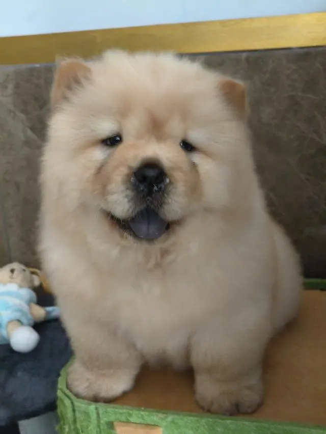 สุนัขสายพันธ์chowchow