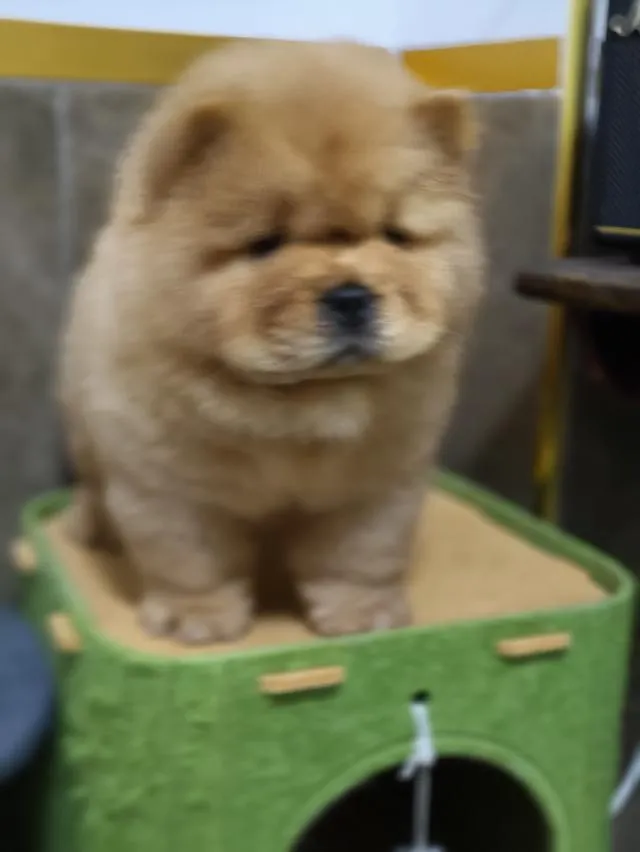 สุนัขสายพันธ์chowchow