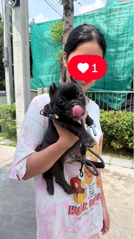 อเมริกัน บูลลี่