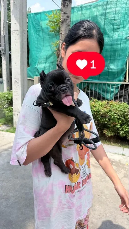 อเมริกัน บูลลี่