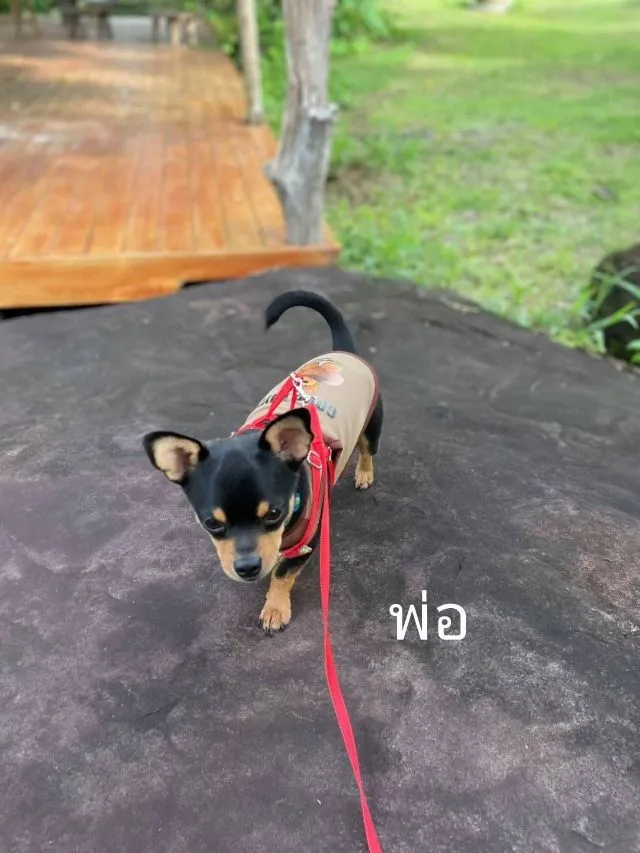 หมาชิวาว่าแท้สั่นพร้อมย้ายบ้าน แขงแรงอายุ2เดือนกว่า