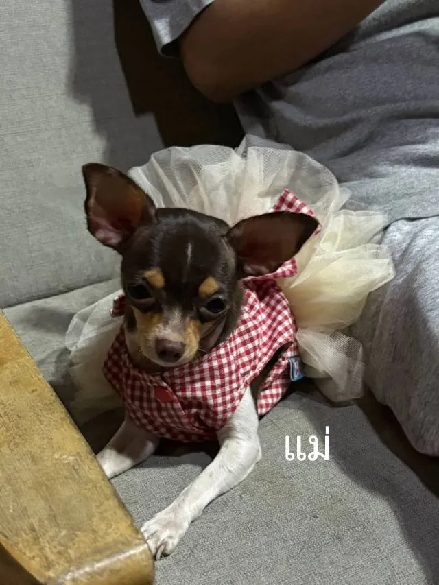 หมาชิวาว่าแท้สั่นพร้อมย้ายบ้าน แขงแรงอายุ2เดือนกว่า