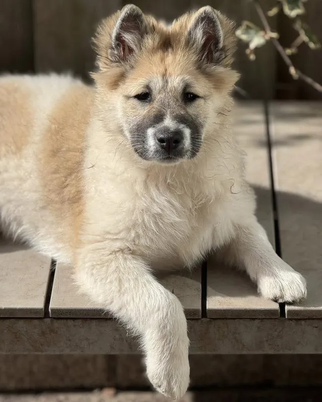 Thai Bangkaew Puppies